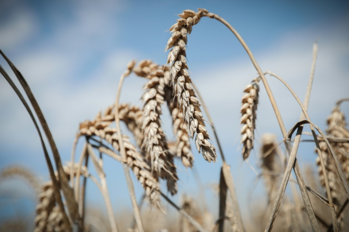 Un champ de blé à Cheux, près de Caen, le 10 août 2023 dans le Calvados © LOU BENOIST