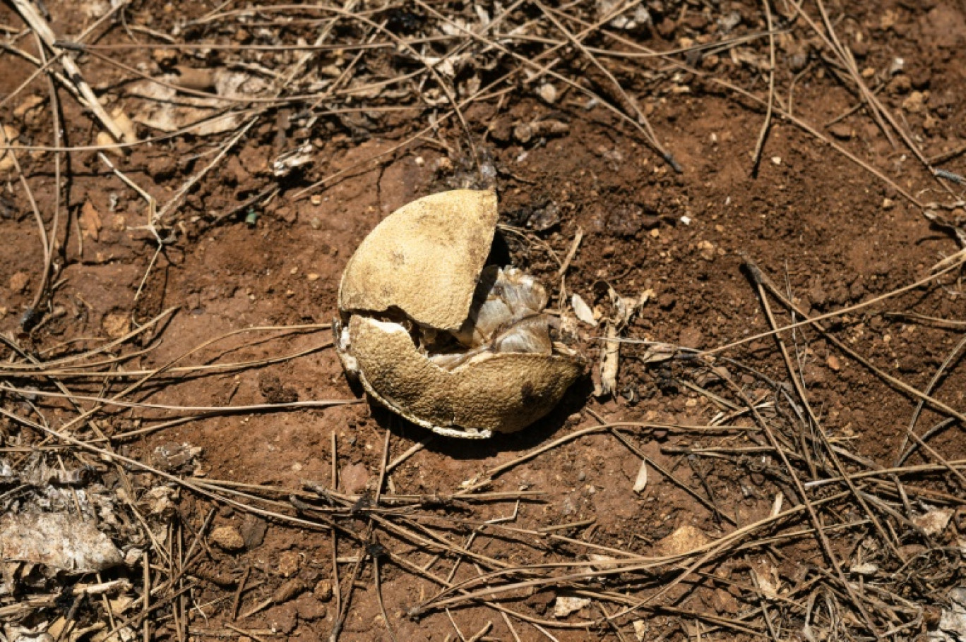 Un citron brûlé par le soleil dans un verger de Campobello di Mazara, dans le sud-ouest de la Sicile, le 8 août 2024 © MARCO BERTORELLO