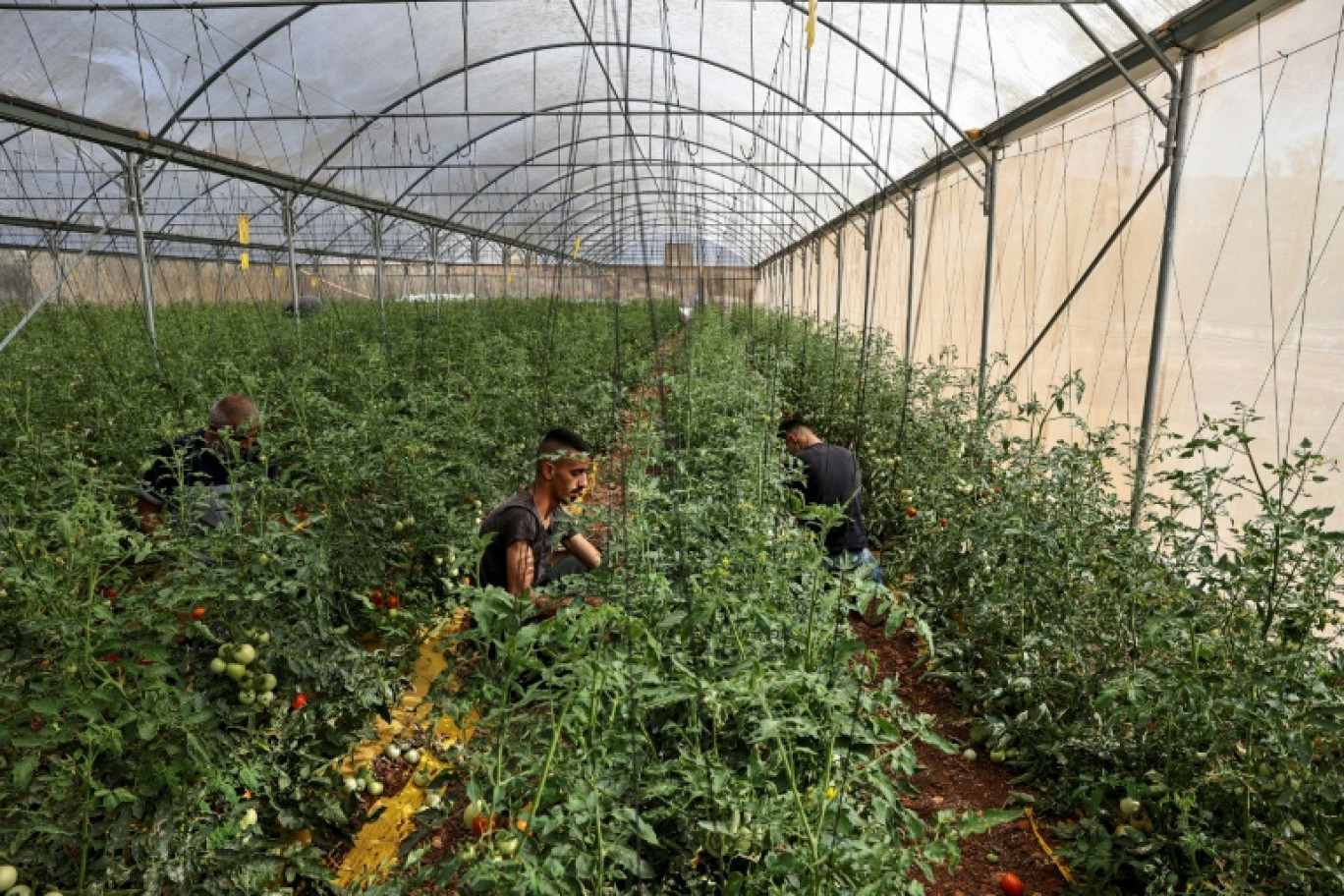 Des Palestiniens récoltent des tomates dans une serre à Beit Dajan, en Cisjordanie occupée, le 30 juillet 2024 © Zain JAAFAR