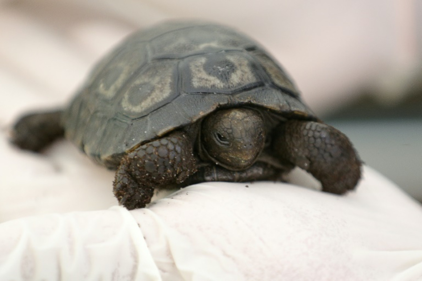 "Darwin", la première tortue géante des Galapagos née en captivité en France, dans la main de Pierre Moisson, directeur vétérinaire de la Cité des tortues A Cupulatta, à Ajaccio, sur l'île méditerranéenne française de Corse, le 12 août 2024 © Pascal POCHARD-CASABIANCA