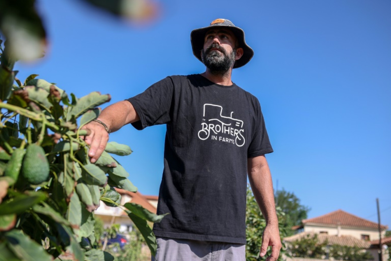 L'agriculteur Panos Adamopoulos inspecte un avocatier à Kyparssia, le 6 août 2024 en Grèce © Aris Oikonomou