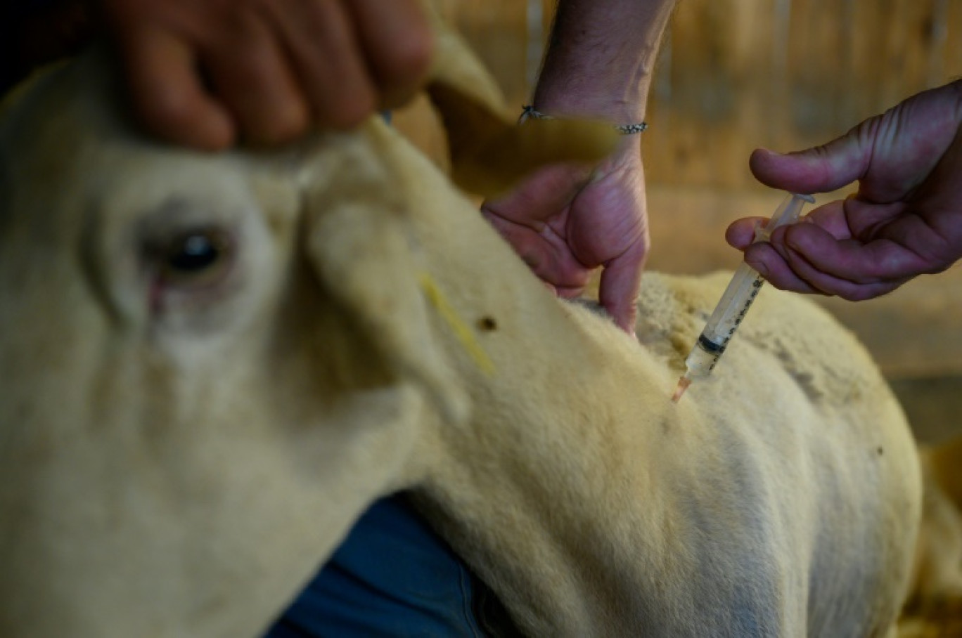 Une brebis souffrant de la fièvre catarrhale reçoit une injection d'anti-inflammatoire, le 8 août 2024 à Saint-Félix-de-Rieutord, en Ariège © Ed JONES