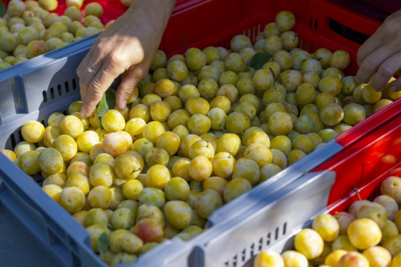 La récolte des mirabelles à Vigneulles-les-Hattonchatel, dans le département de la Meuse, le 12 août 2024 © Jean-Christophe VERHAEGEN