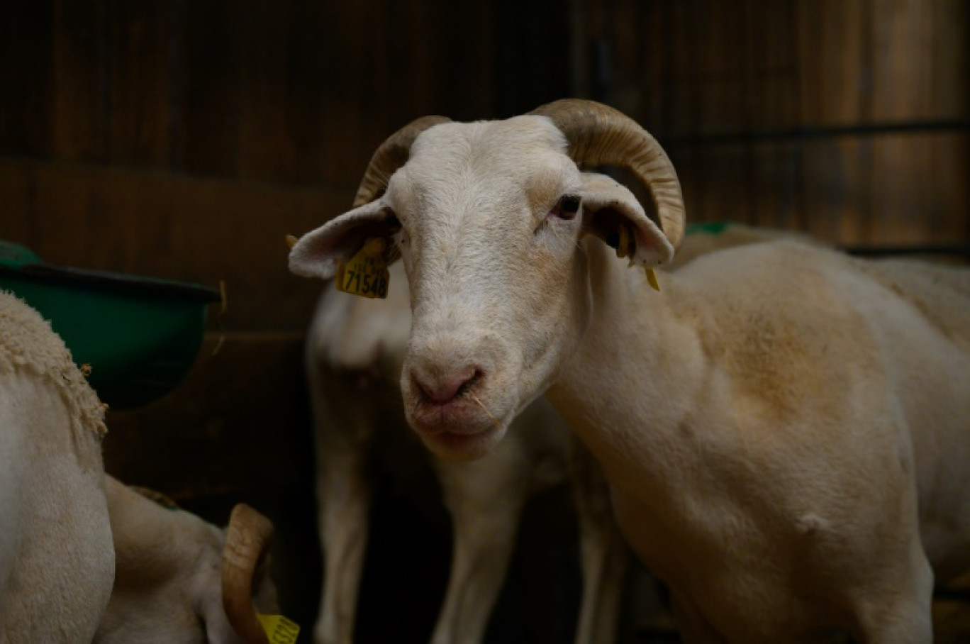 Un mouton souffrant de la maladie de la langue bleue d'un sérotype déjà établi en France, dans une ferme de Saint-Félix-de-Rieutord, près de Toulouse, le 8 août 2024 © Ed JONES