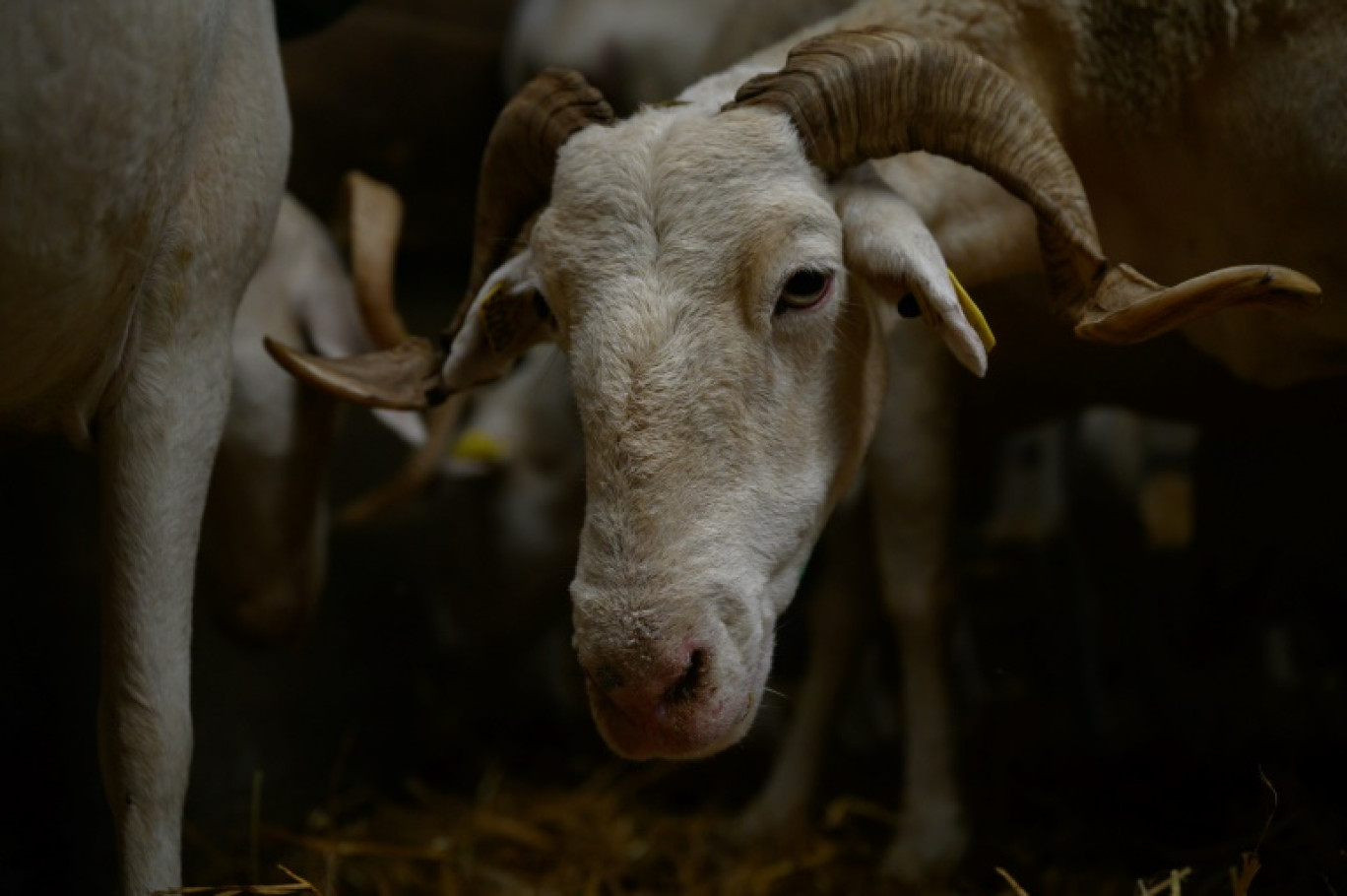 Quarante-et-un foyers d'un nouveau type de fièvre catarrhale ovine (FCO), aussi appelée "maladie de la langue bleue", étaient confirmés au 14 août dans six départements du nord de la France © Ed JONES