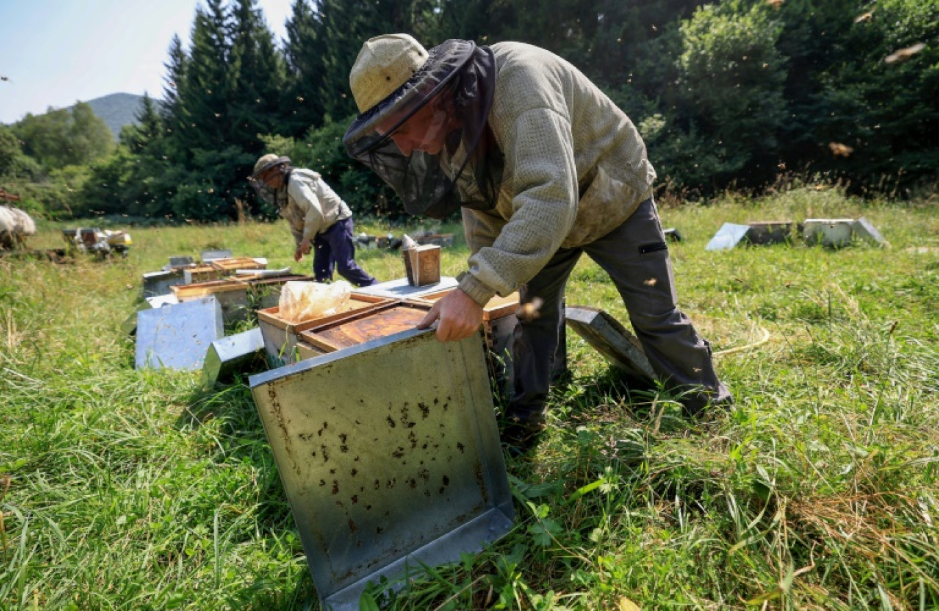 Des apiculteurs récoltent du miel à Saint-Ours, en Auvergne, le 20 août 2024 © Emmanuel DUNAND