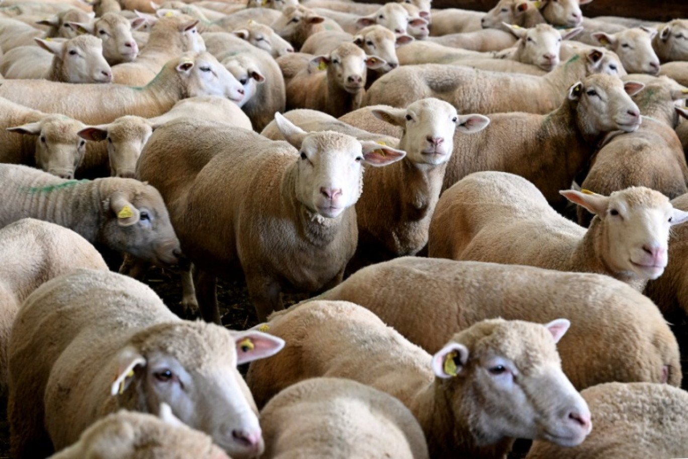 Des brebis en cours de vaccination dans une ferme à Poix-Terron, dans le nord de la France, le 21 août 2024 © FRANCOIS NASCIMBENI