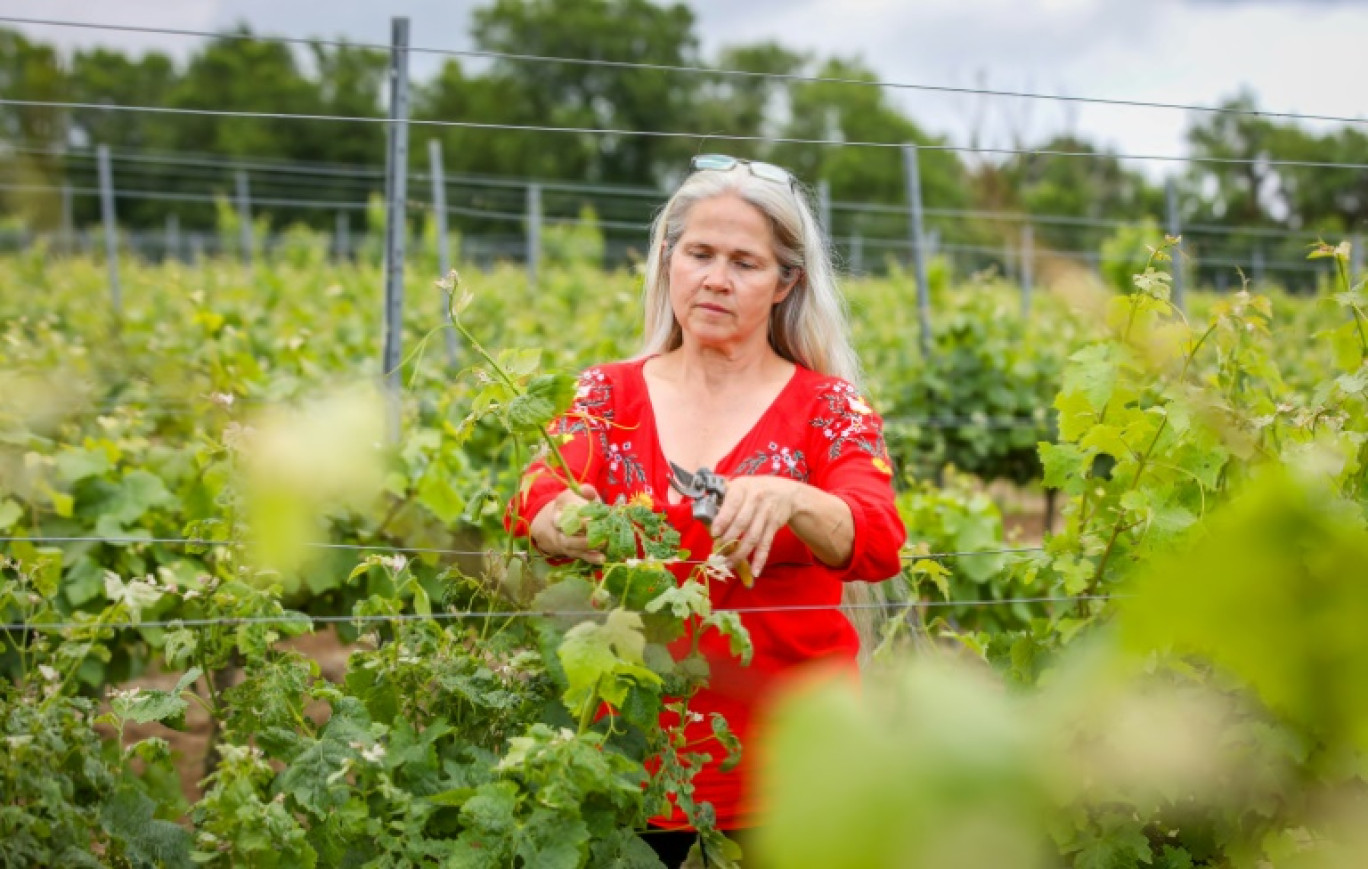 La viticultrice Esperanza Hernandez dans son exploitation de Wellingtonbridge, en Irlande, le 13 juillet 2024 © Paul Faith