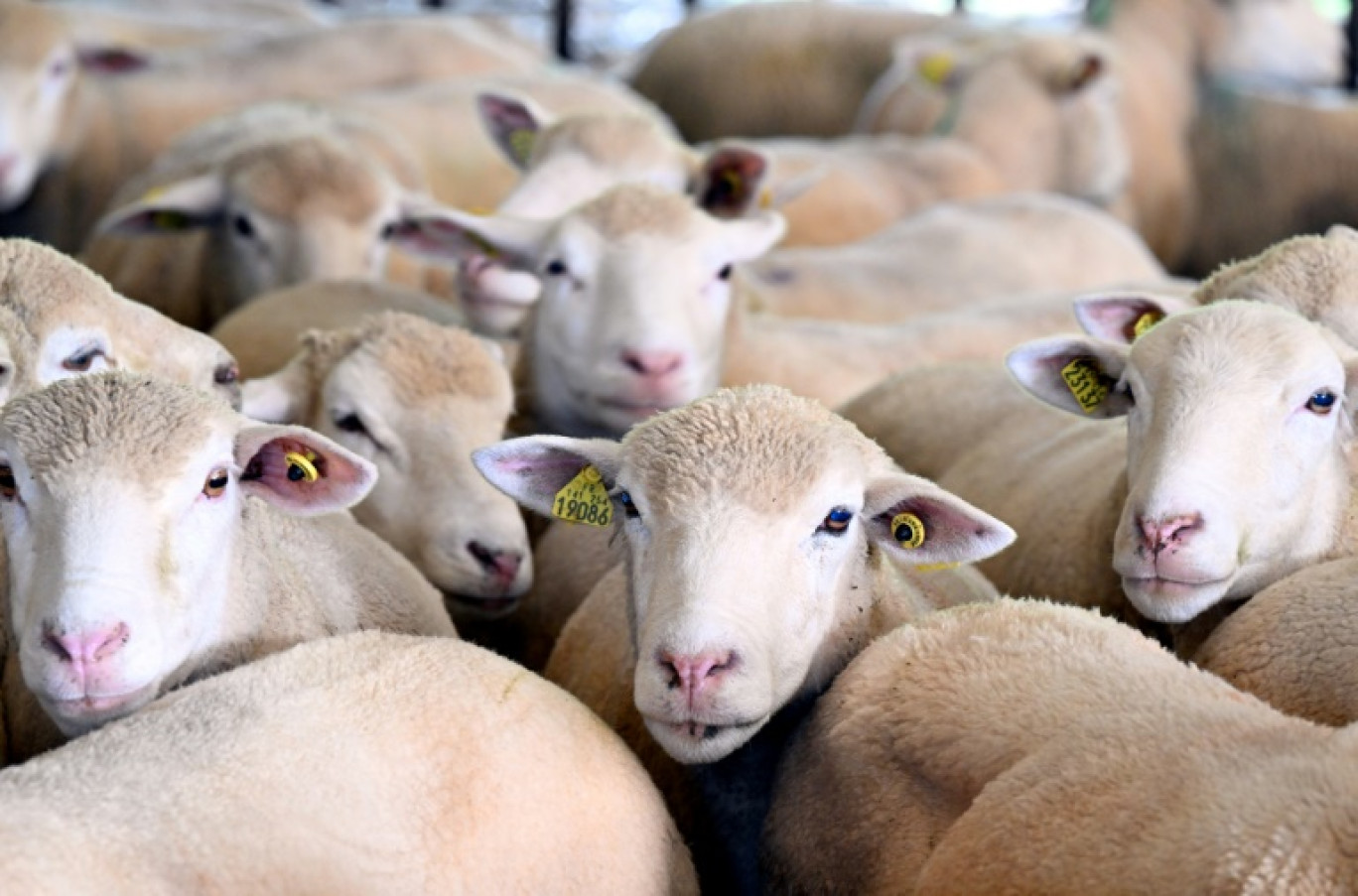 Des brebis dans la ferme de Sophie Lespagnol à Poix-Terron, dans les Ardennes © FRANCOIS NASCIMBENI