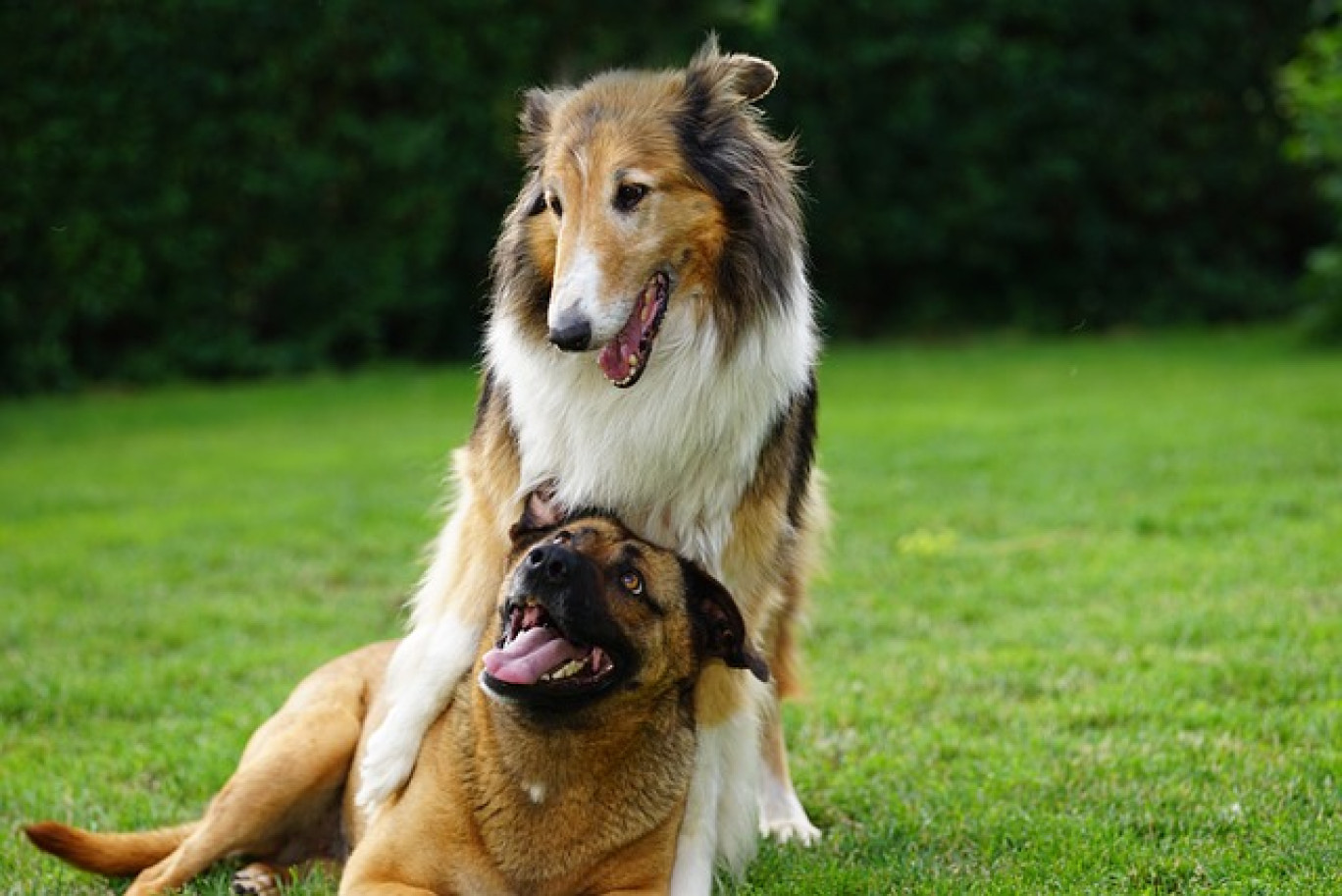 Le projet de parcs de détente pour chiens avance