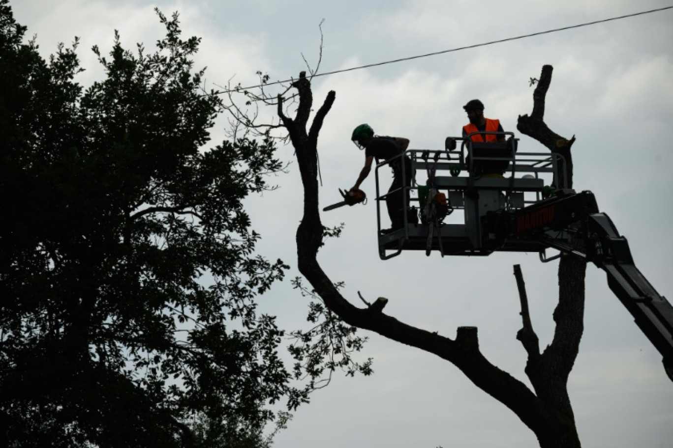 Des élagueurs coupent un arbre dans le cadre du chantier de la future autoroute Toulouse-Castres près de Saix, dans le Tarn, le 1er septembre 2024 © Ed JONES