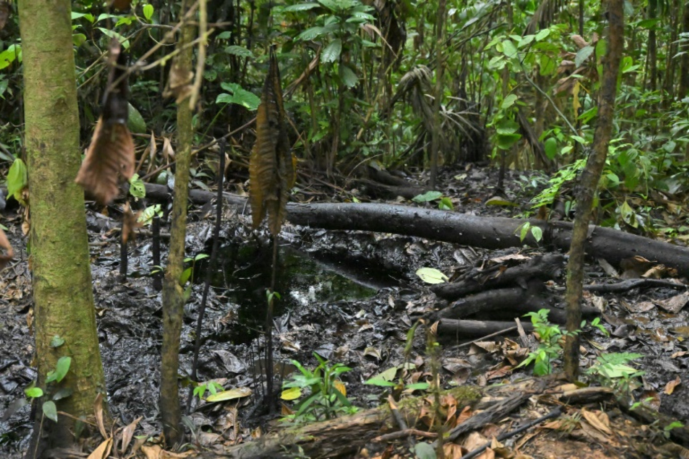 Un écoulement de pétrole près du village de Guiyero Waorani dans le parc national de Yasuni, dans la province d'Orellana, en Equateur, le 27 août 2024 © Rodrigo BUENDIA