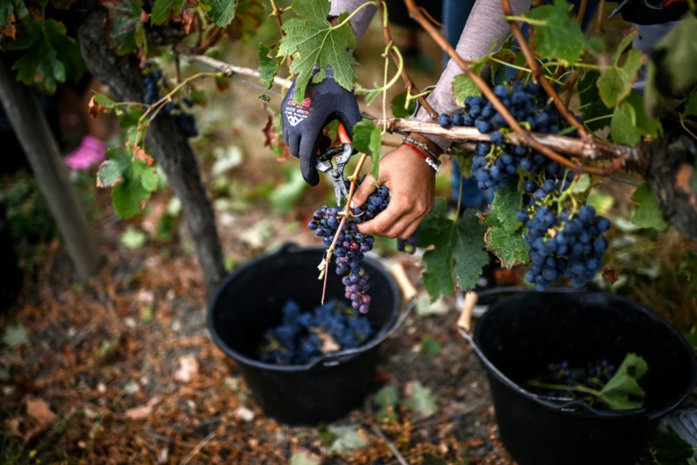 Vendanges dans un vignoble de la région viticole de l'Entre-deux-Mers, le 28 août 2024 à Branne, en Gironde © Christophe ARCHAMBAULT