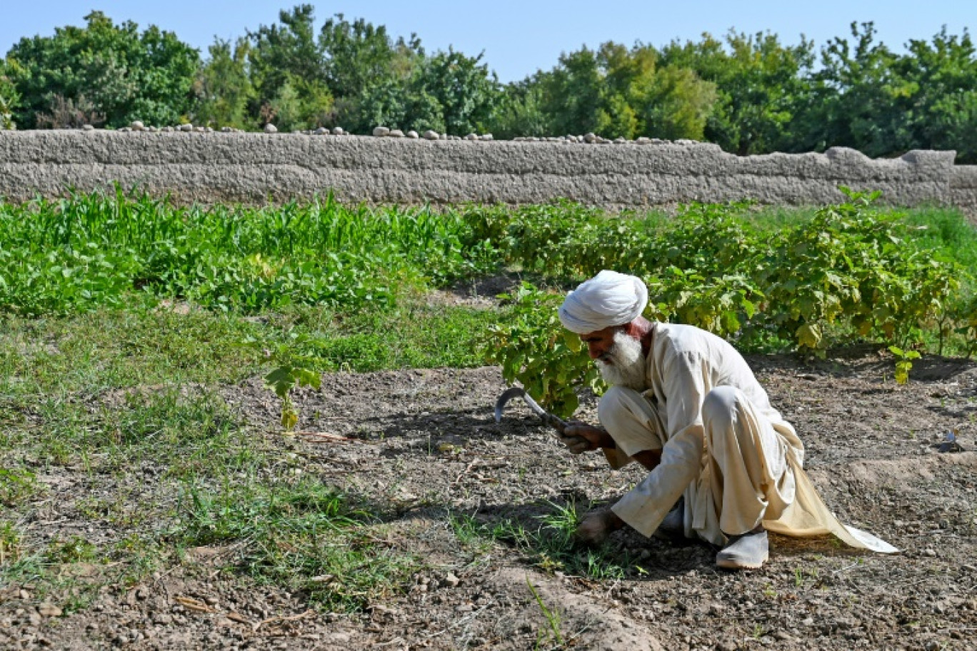 Selon l'Office des Nations unies contre la drogue et le crime (ONUDC), l'éradication du pavot a infligé l'an dernier près d'un milliard d'euros de pertes aux cultivateurs afghans © Wakil KOHSAR