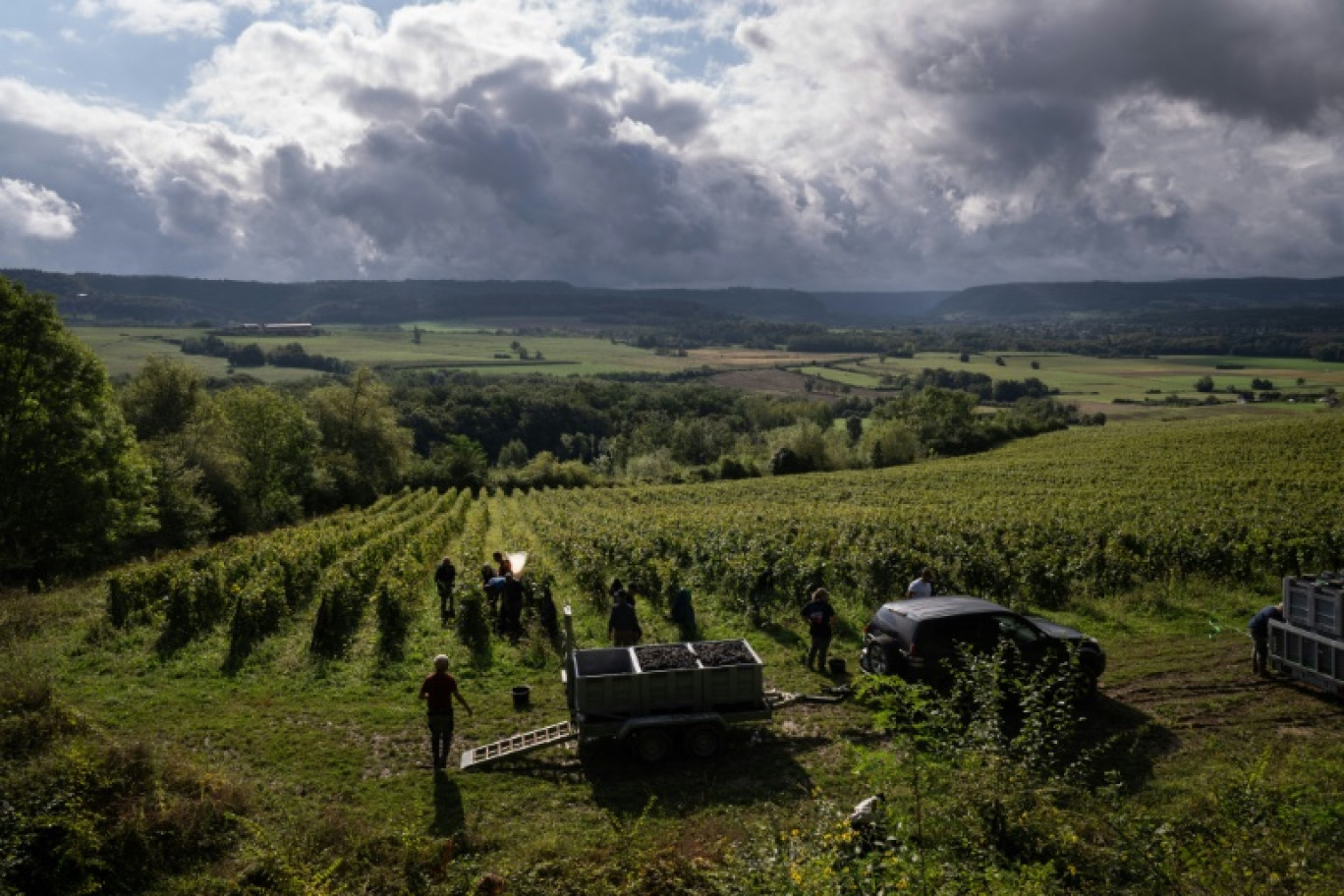 Des saisonniers vendangent une parcelle du Domaine Sermier, à Brery, dans le Jura, le 10 septembre 2024 © SEBASTIEN BOZON