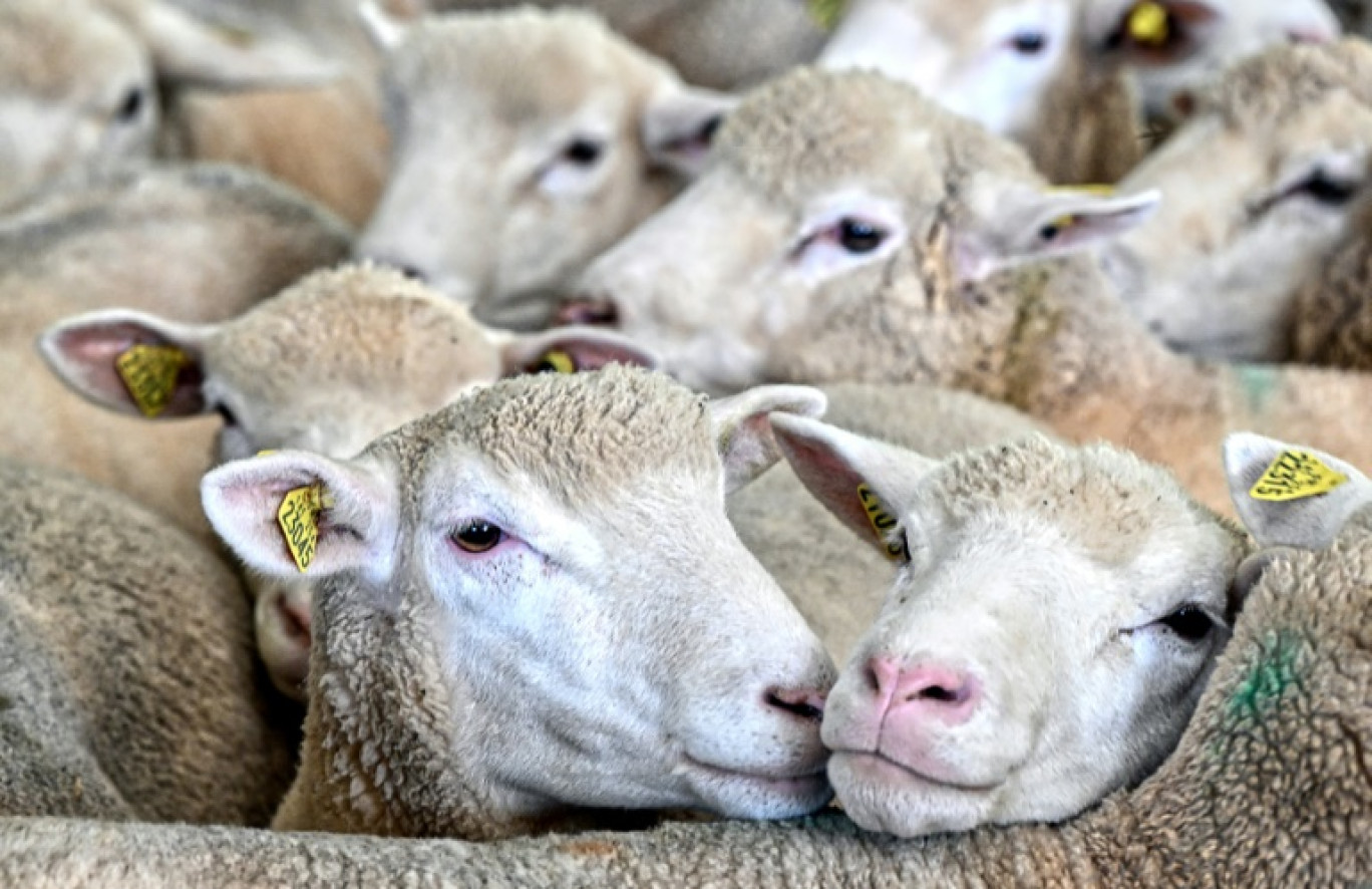 Des brebis en cours de vaccination dans une ferme à Poix-Terron, dans le nord de la France, le 21 août 2024 © FRANCOIS NASCIMBENI