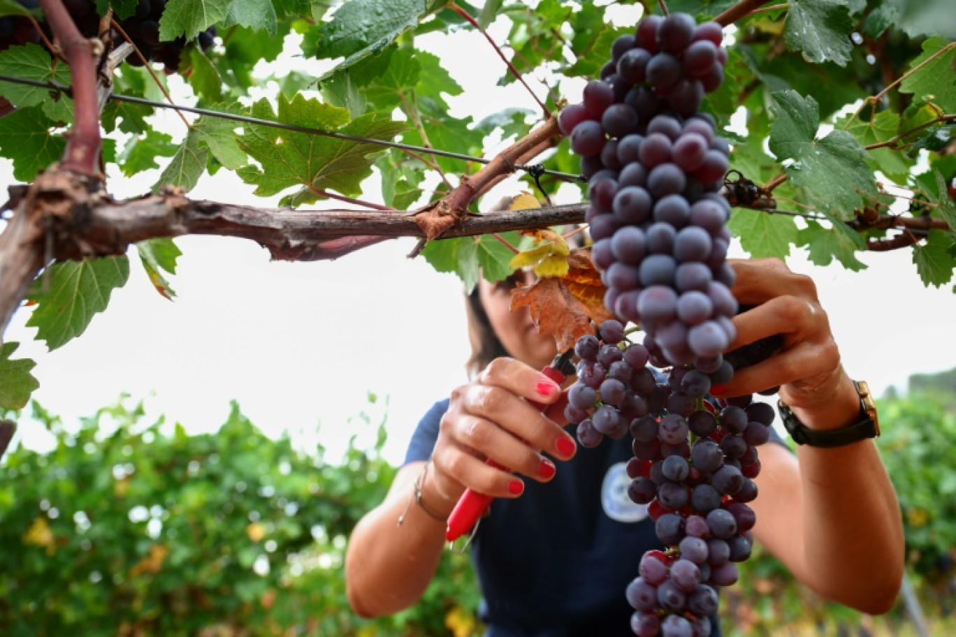 Une employé prélève des échantillons de raisin pour produire du vin à partir de différents cépages résistants au changement climatique dans un laboratoire de vin rosé, le 4 septembre 2024 à Vidauban, dans le Var © Christophe SIMON