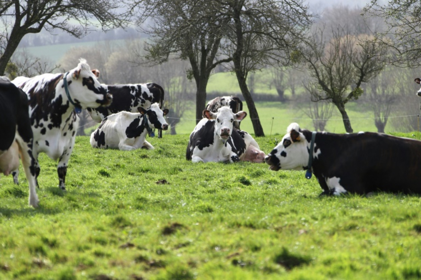 Sur les terres du camembert de Normandie, des chercheurs élaborent la recette de la vache de demain: nourrie principalement à l'herbe, plus petite et moins polluante © Charly TRIBALLEAU