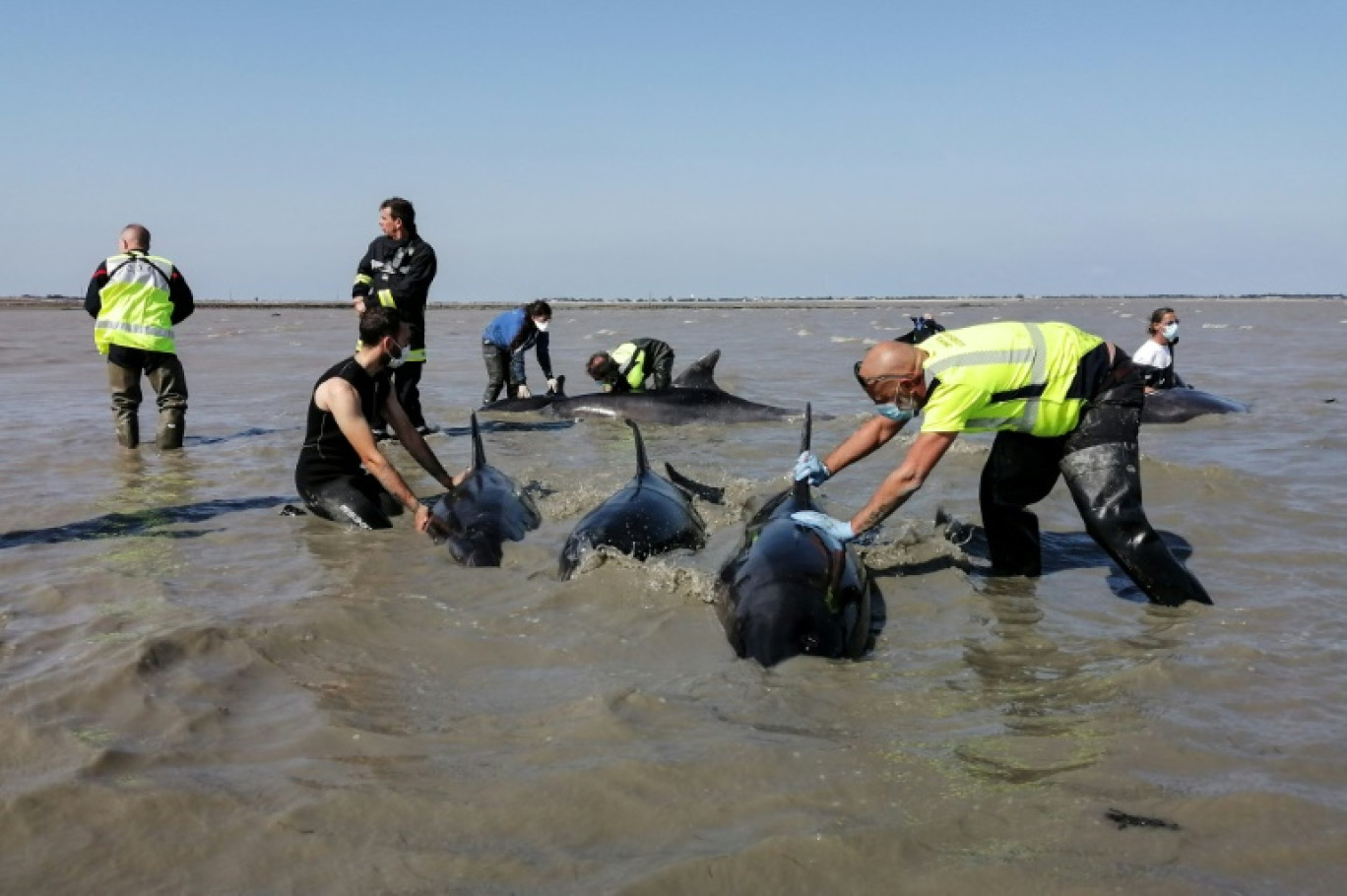 Une opération de sauvetage de dauphins échoués dans la baie du Fier d'Ars, sur l'île de Ré, le 17 septembre 2024 © Olivier GUERIN