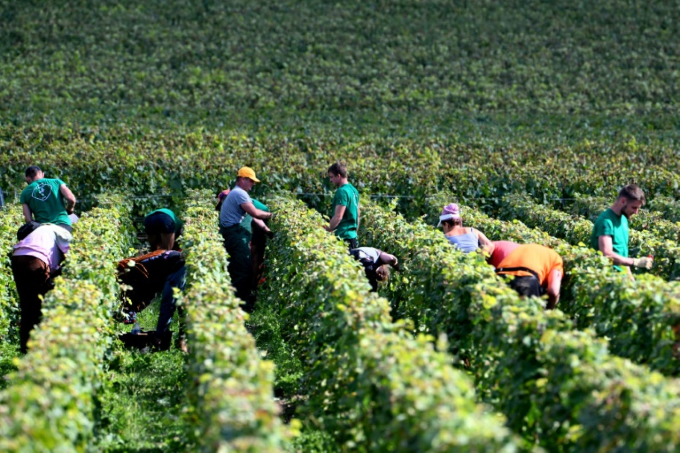 Des vendangeurs récoltent du raisin dans un vignoble de Hautvillers, en Champagne, le 16 septembre 2024 © FRANCOIS NASCIMBENI