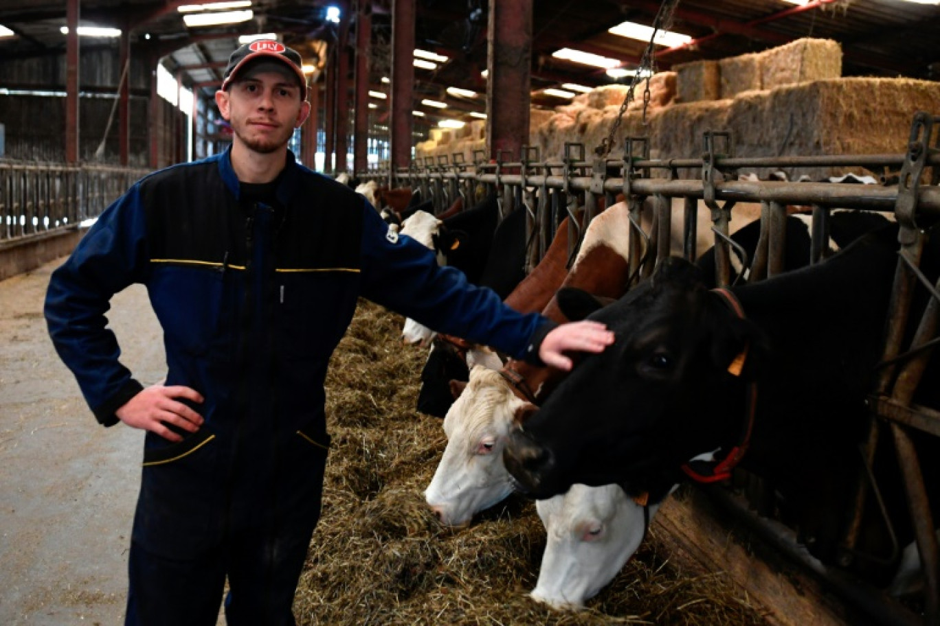 Aymeric Brandazzi pose à côté de ses vaches à Xertigny, dans les Vosges, le 28 septembre 2024 © Jean-Christophe VERHAEGEN