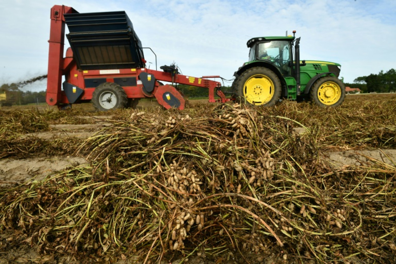 Un tracteur ramassant des cacahuètes à la Ferme Darrigade à Soustons, dans les Landes, le 14 octobre 2024 © Gaizka IROZ