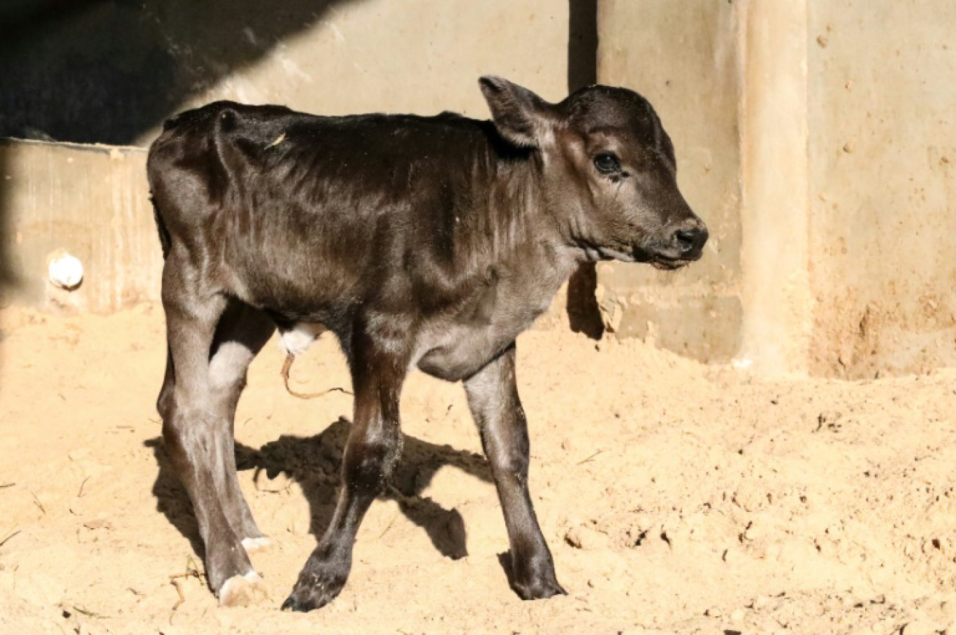 Un veau se promène dans une ferme laitière à Misrata, ville côtière de l'ouest de la Libye, le 24 août 2024 © Islam ALATRASH