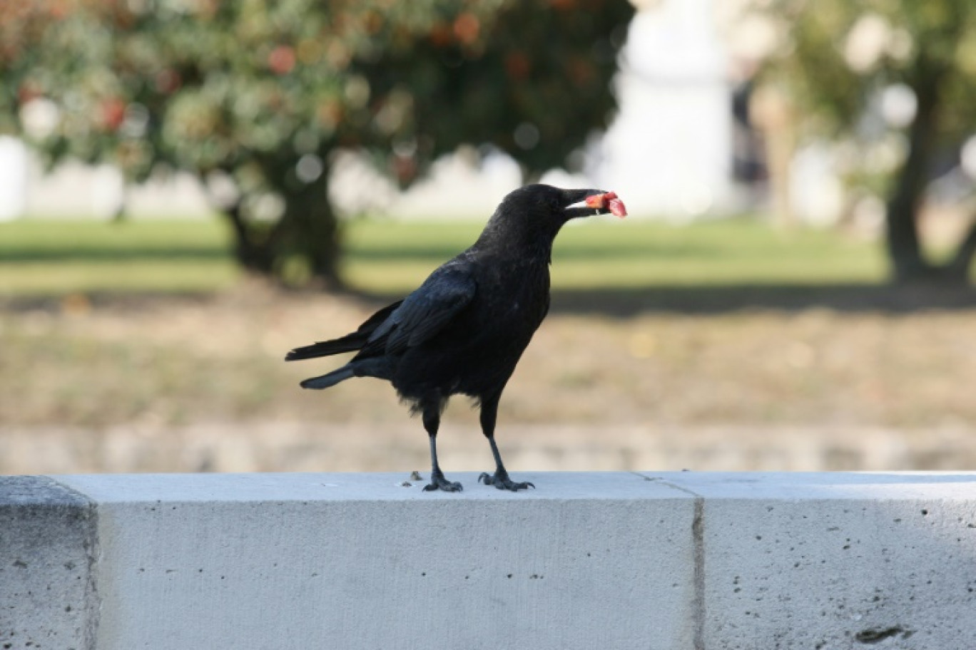 500.000 corneilles seraient tuées chaque année en France © FRANCOIS GUILLOT