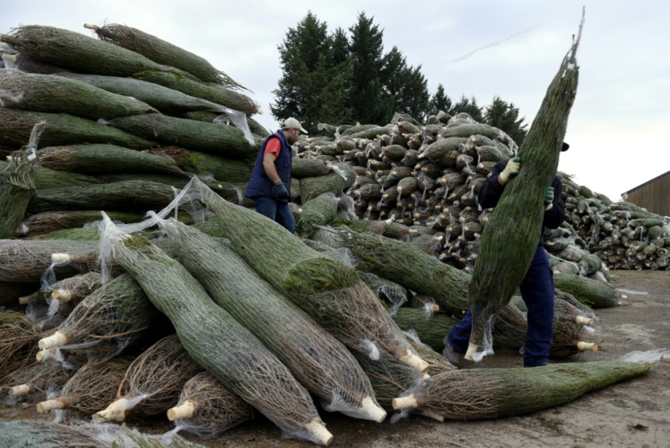 Les producteurs de sapins de Noël du Morvan, leaders en France, ont franchi une étape décisive vers une indication géographique protégée (IGP) © PHILIPPE DESMAZES