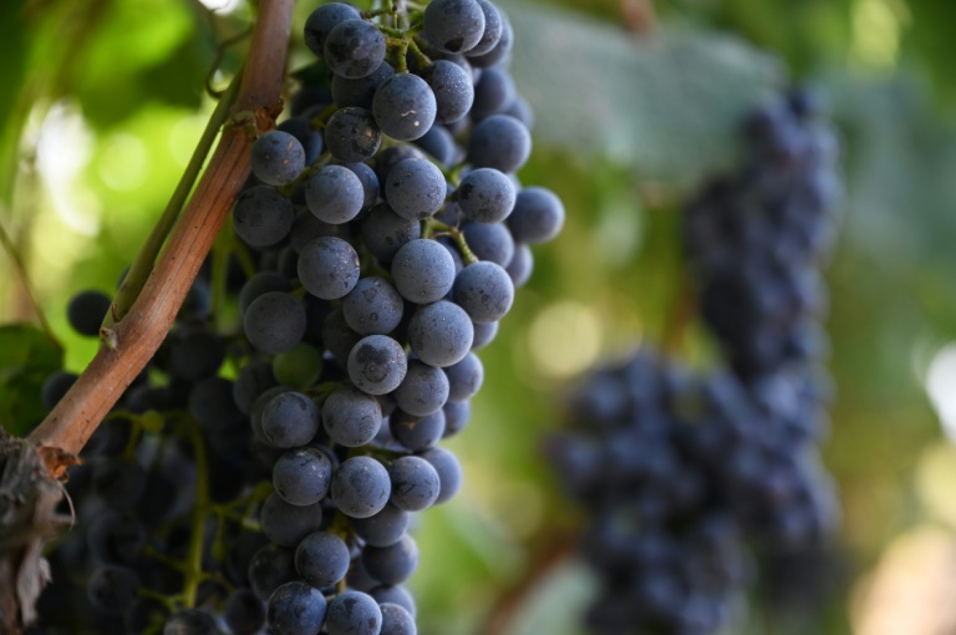 Des grappes de raisin de type hybride à Yinchuan, en Chine, le 22 août 2024 © GREG BAKER