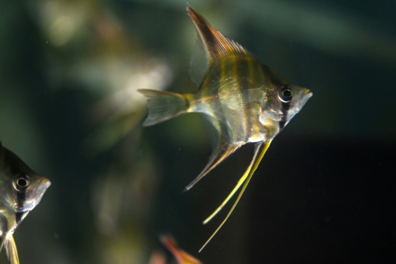 Les poissons de la région de Guainia avant leur expédition dans le monde entier, à Bogota, le 28 août 2024 © Luis ACOSTA