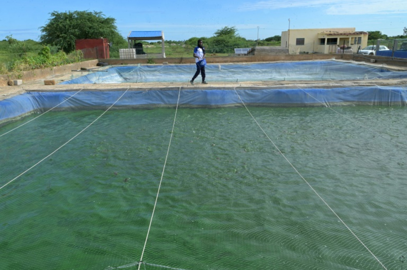 Un employé nourrit les poissons dans la ferme piscicole de Mbawane, à Kayar, au Sénégal, le 25 septembre 2024 © SEYLLOU