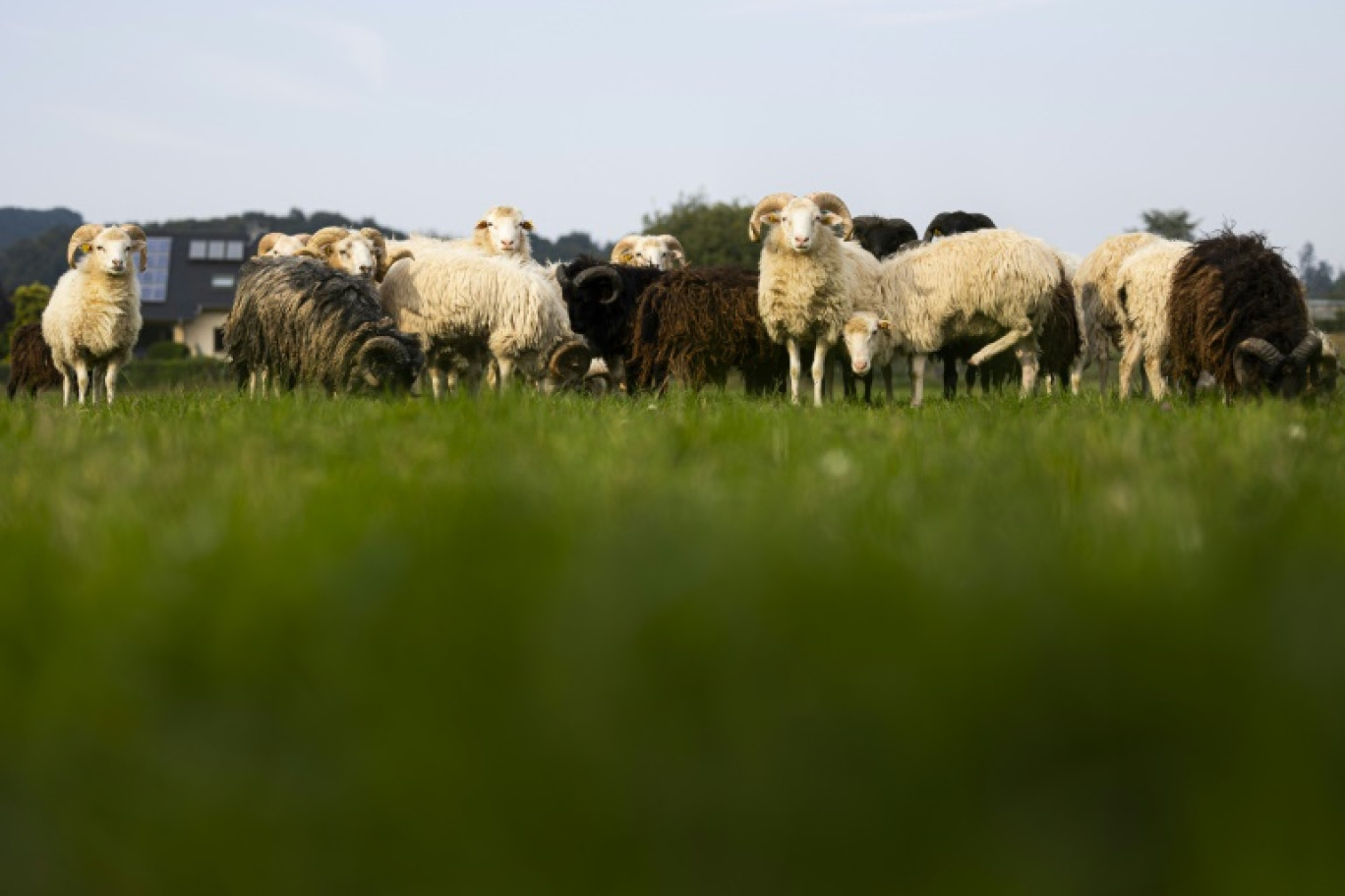 Des moutons à queue courte d'Europe du Nord dans un pâturage près du village de Niese, le 18 septembre 2024 en Allemagne © MICHAEL MATTHEY