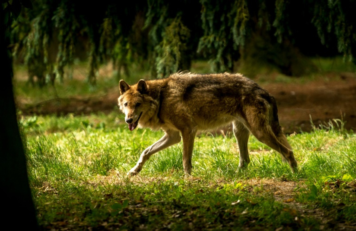 Un loup se promène dans la forêt du zoo de la Bourbansais à Pleugueneuc, en Ille-et-Vilaine, le 15 juillet 2015 © PHILIPPE HUGUEN