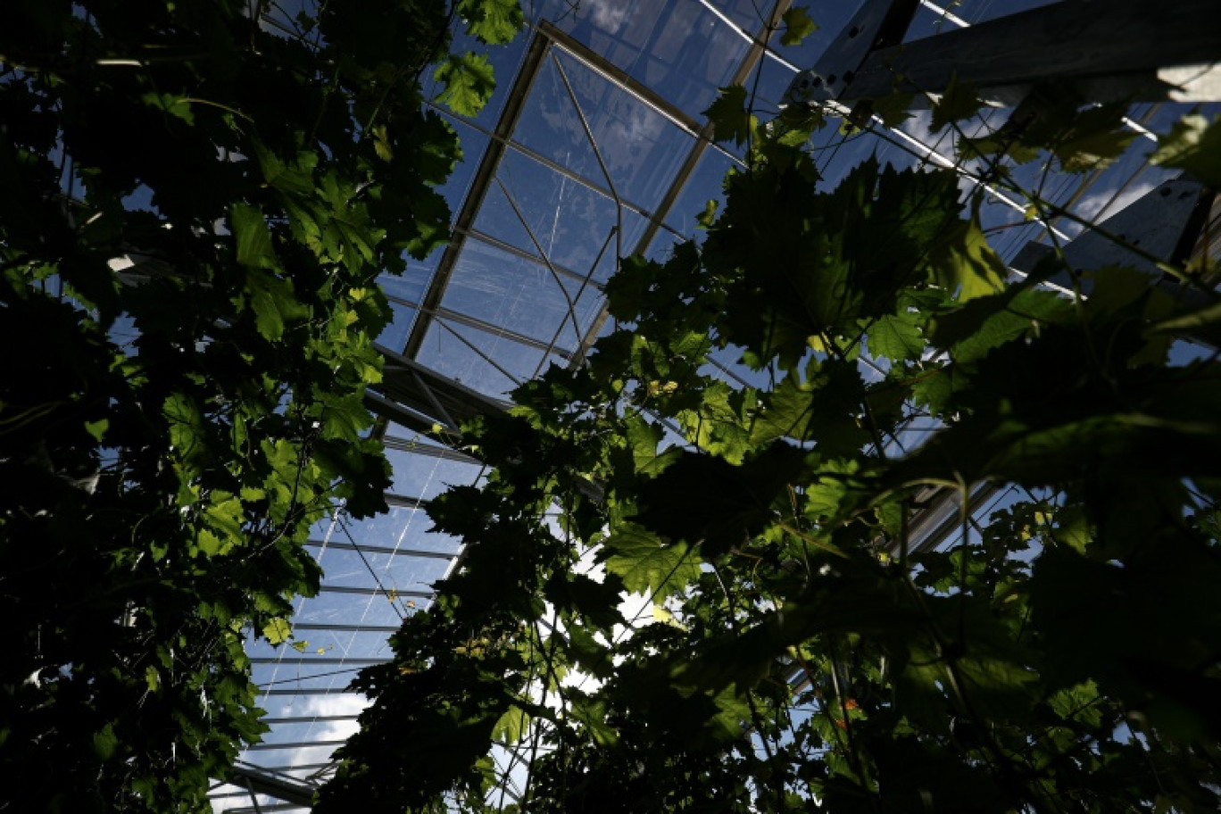 Des vignes cultivées sous serre anti-insectes dans le but de cultiver des vignes résistantes au réchauffement climatique et à diverses maladies, à Blanquefort, près de Bordeaux, le 4 octobre 2024 © ROMAIN PERROCHEAU