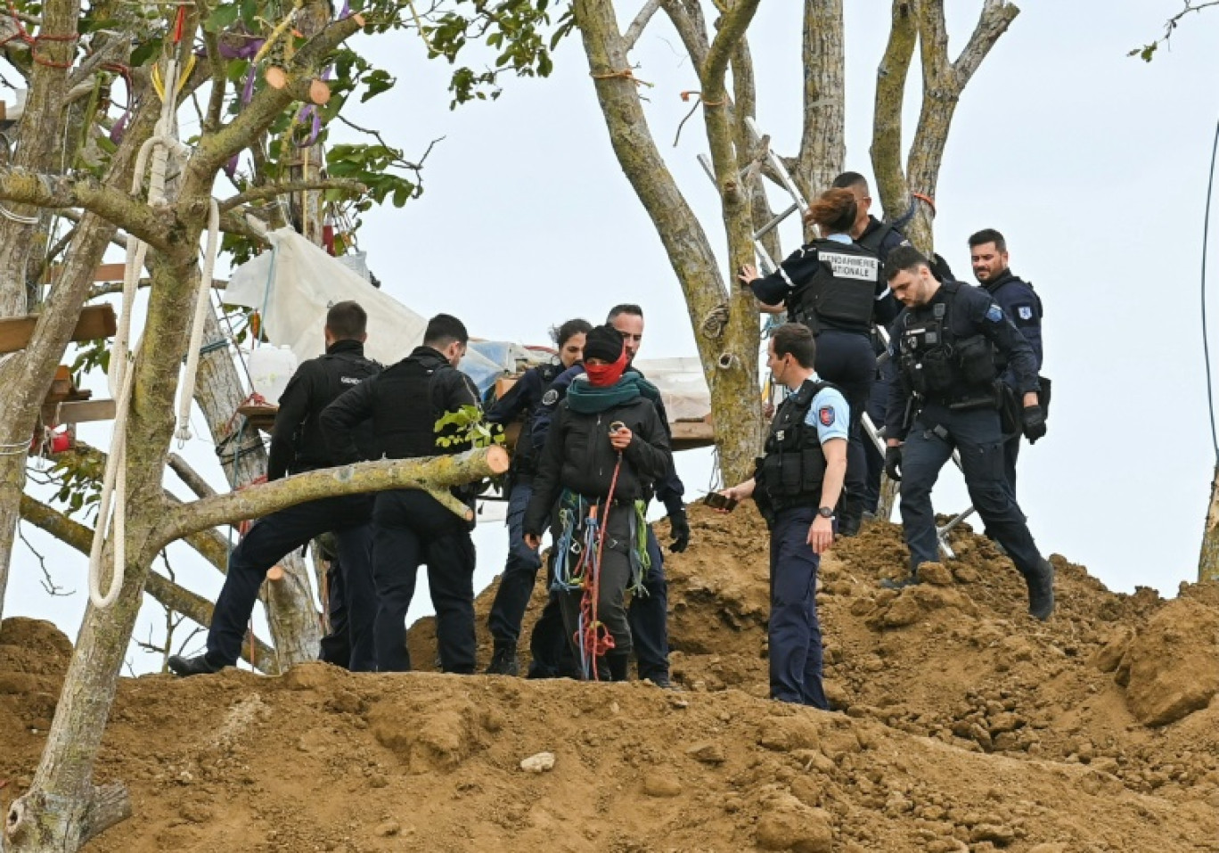 Quinze personnes ont été interpellées à Verfeil, près de Toulouse, le 7 octobre 2024 lors du démantèlement de la dernière ZAD de l'A69, alors que quatre "écureuils" sont encore perchés dans les deux derniers arbres encore debout sur ce site contesté © Matthieu RONDEL