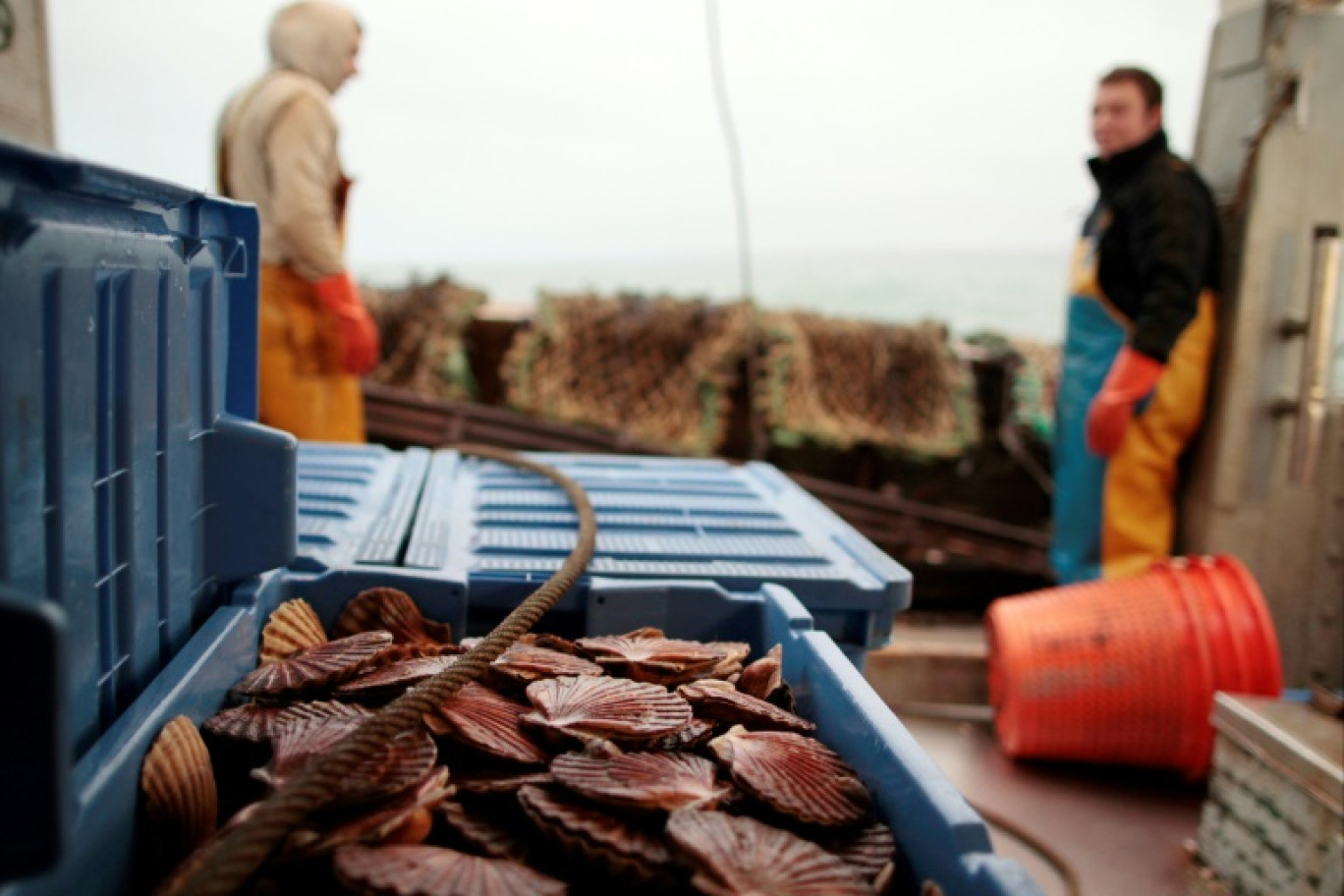 Bien gérées et moins pêchées, les populations de coquilles Saint-Jacques ont atteint de nouveaux records d'abondance en 2024 dans les deux principaux gisements français © Charly TRIBALLEAU