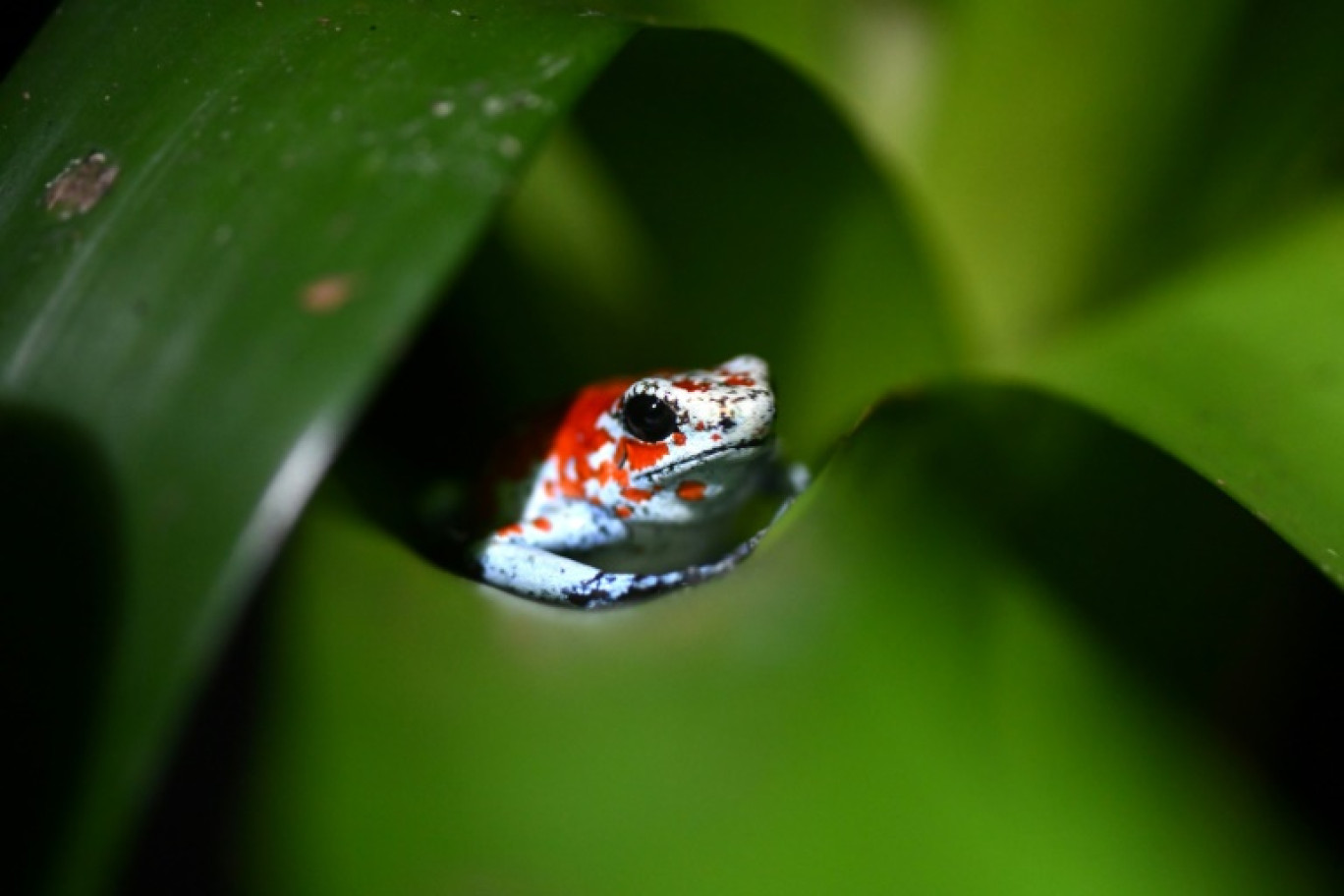 Une grenouille "Oophaga sylvatica" au terrarium "Tesoros de Colombia", dans le département de Cundinamarca, Colombie, le 9 juillet 2024 © Raul ARBOLEDA