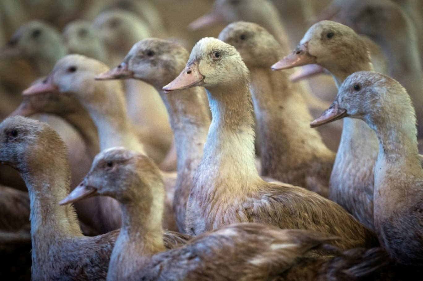 La France, qui vaccine encore cette année les canards d'élevage contre la grippe aviaire, a relevé mardi le niveau de risque lié au virus de "négligeable" à "modéré" face aux craintes de contamination par les oiseaux sauvages © Lionel BONAVENTURE