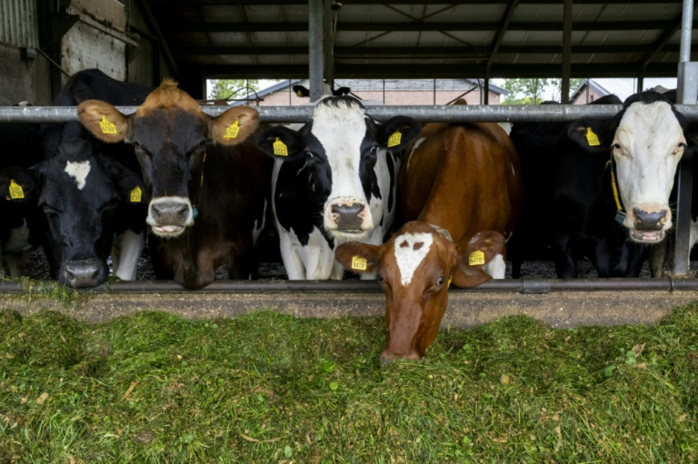 Comme beaucoup d'autres aux Pays-Bas, la ferme de Jos Verstraten, à Westerbeek, est confrontée à un important surplus de fumier que les éleveurs ne peuvent plus épandre en aussi grande quantité dans les champs, afin de se conformer à la réglementation européenne sur les nitrates © Nick Gammon