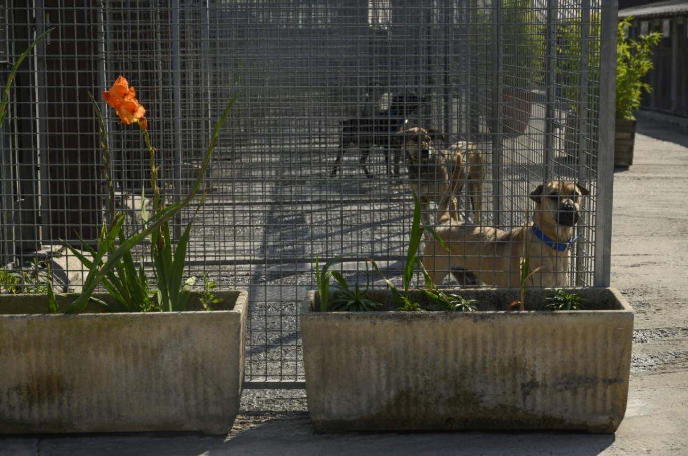 Pour transférer ses 80 chiens et 120 chats vers ses nouveaux locaux, la SPA de Gennevilliers organise le déménagement en forme de promenade © Olivier MORIN