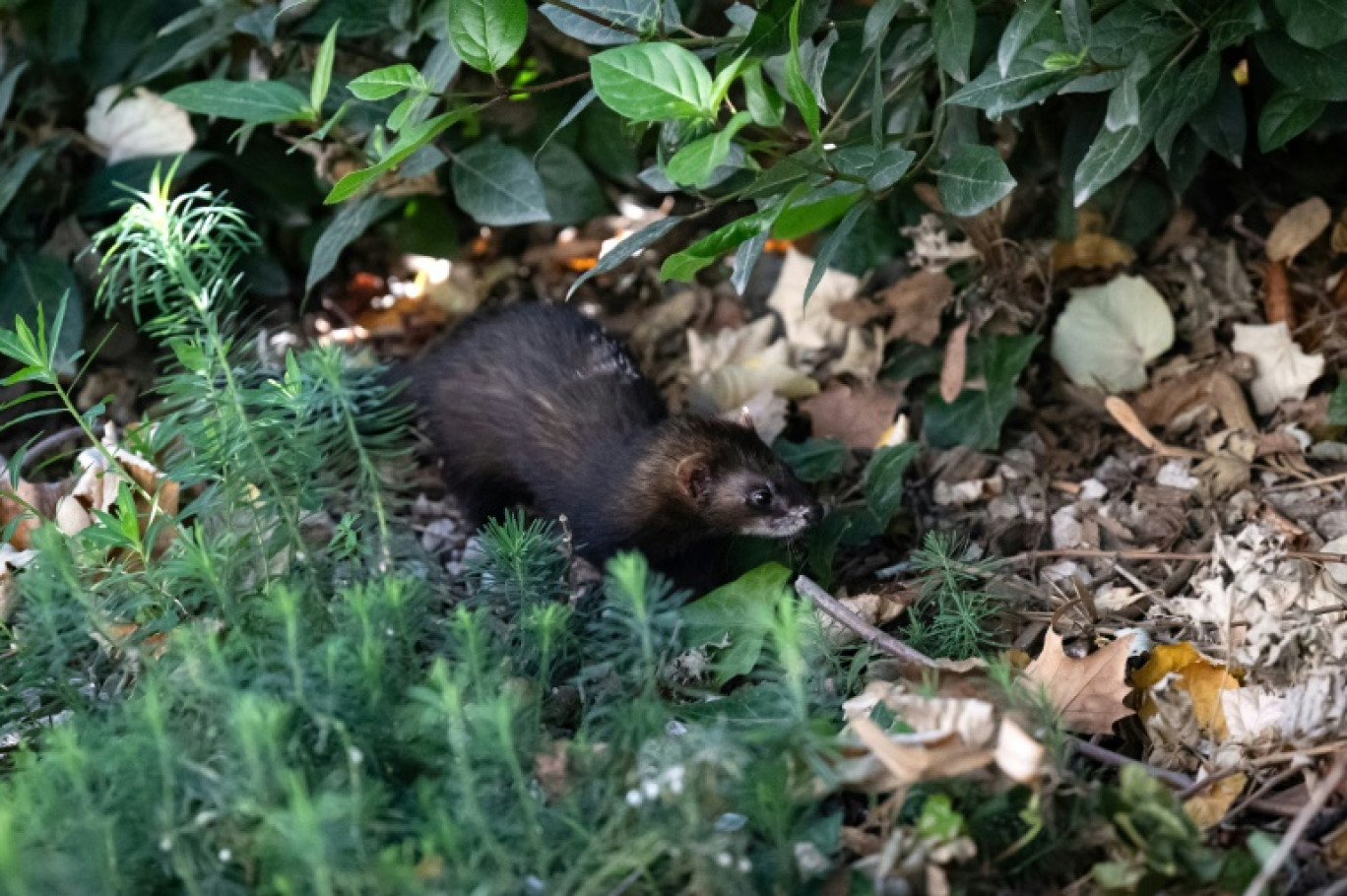 Un furet au square Paul Mélizan lors d'une opération de prédation écologique pour déloger les rats de leurs terriers, le 22 octobre 2024 à Marseille © MIGUEL MEDINA