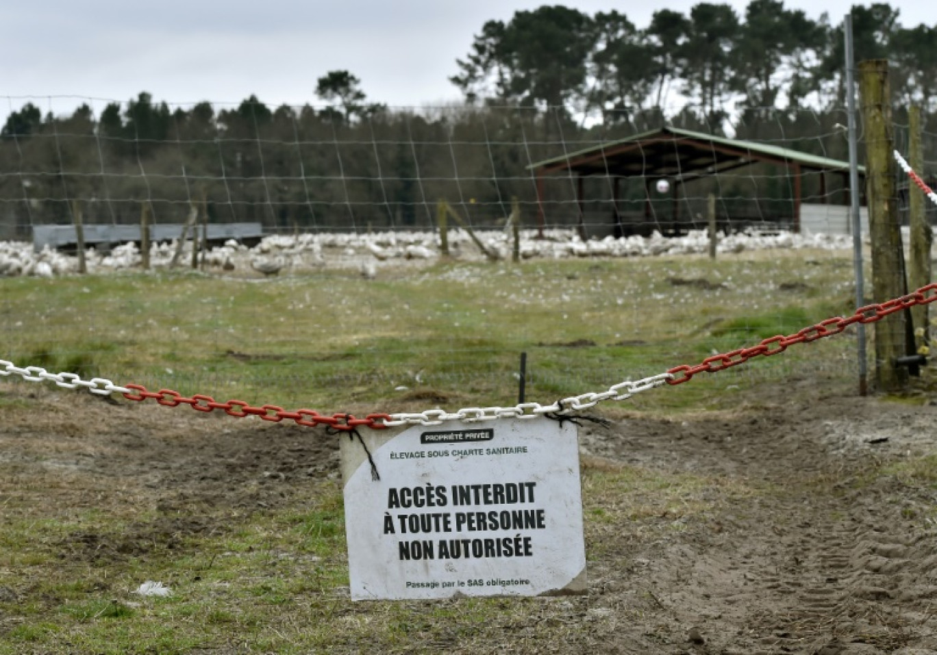 Le niveau de risque lié à la grippe aviaire sur le territoire métropolitain français sera relevé de "modéré" à "élevé", le plus haut échelon qui entraine notamment le confinement de volailles © GEORGES GOBET