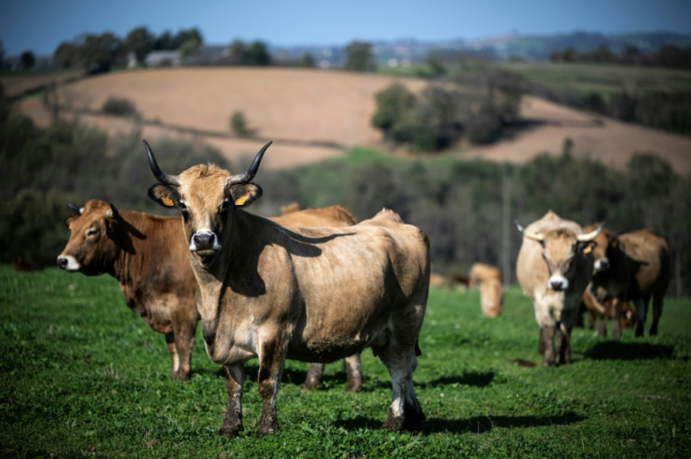 Des vaches de la race Aubrac à Saint-Cirgue, dans le Tarn, le 8 novembre 2024 © Lionel BONAVENTURE