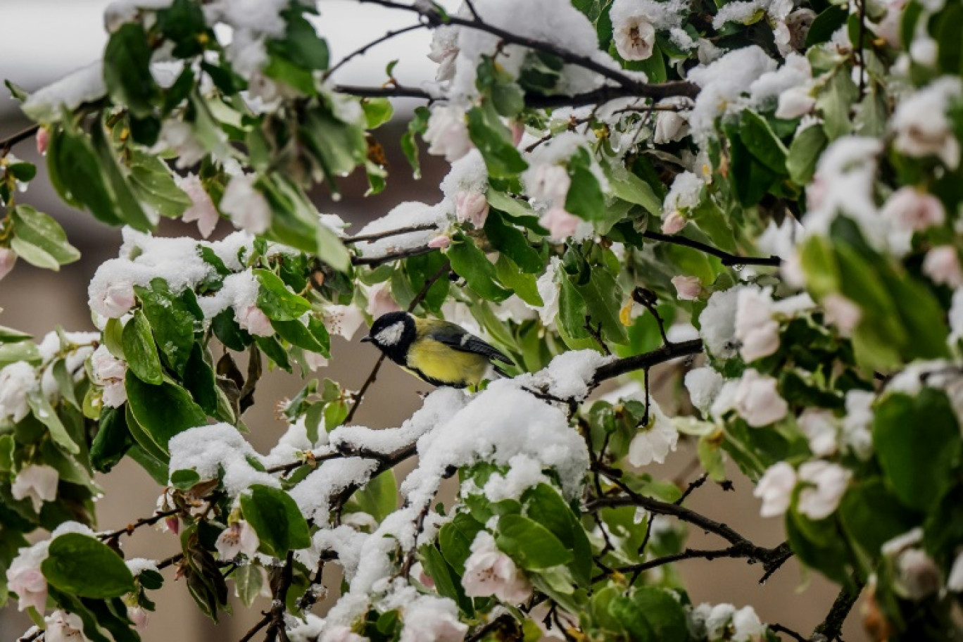 Le froid devrait persister vendredi avant un "puissant redoux" attendu dans la journée de samedi © JEFF PACHOUD