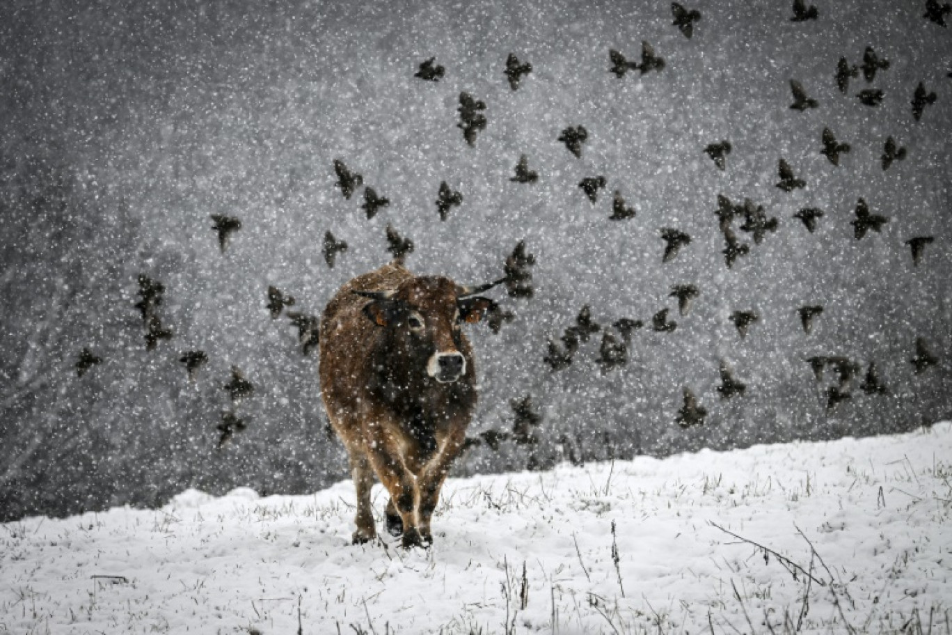 Une vache dans un champs à Sorbiers, France, le 3 mars 2024. 
Une partie de la France est en vigilance orange pour la neige ou pour le vent le 21 novembre 2024 © JEAN-PHILIPPE KSIAZEK