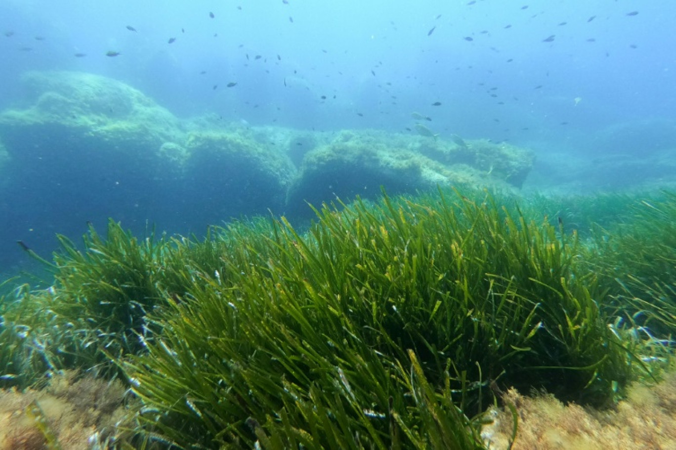 Le tribunal maritime de Marseille a reconnu la notion de préjudice écologique d'atteinte à l'herbier de posidonie, ici en Corse le 9 mai 2023 © Pascal POCHARD-CASABIANCA