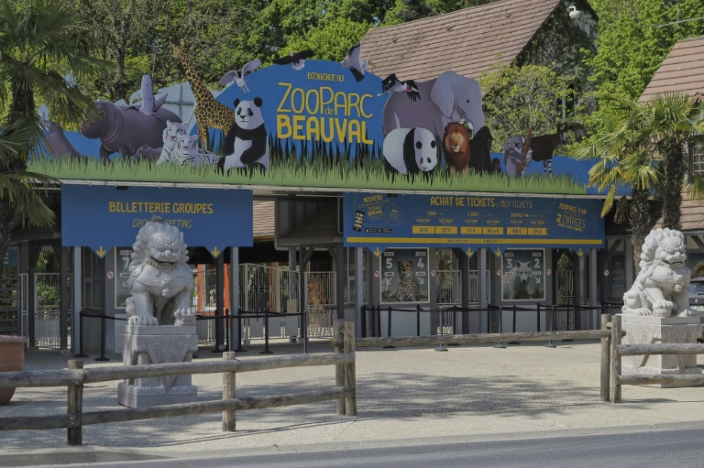 Le ZooParc de Beauval a annoncé mercredi accueillir en 2025 trois singes dorés, véritables trésors nationaux, une première pour un parc situé hors d'Asie © GUILLAUME SOUVANT