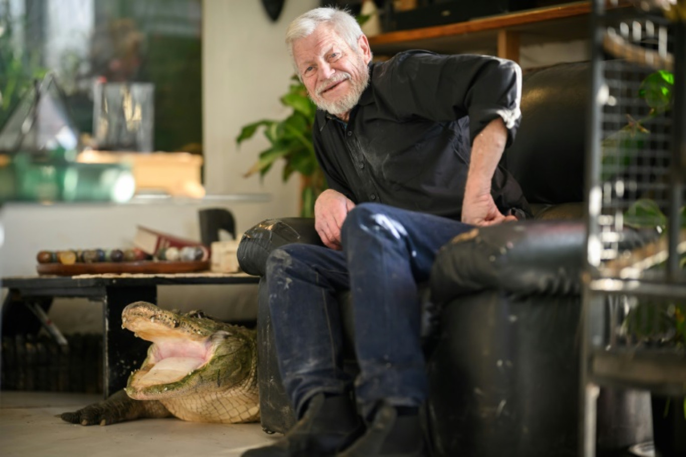 L'herpétologue Philippe Gillet assis près de son alligator Gator, à Couëron, près de Nantes, le 15 novembre 2024 © Loic VENANCE