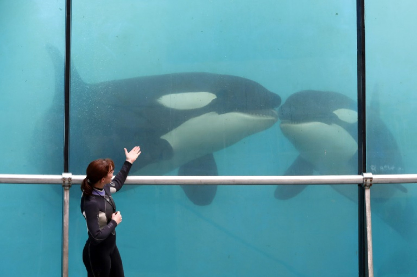 Marineland, à Antibes, le 17 mars 2016 © VALERY HACHE